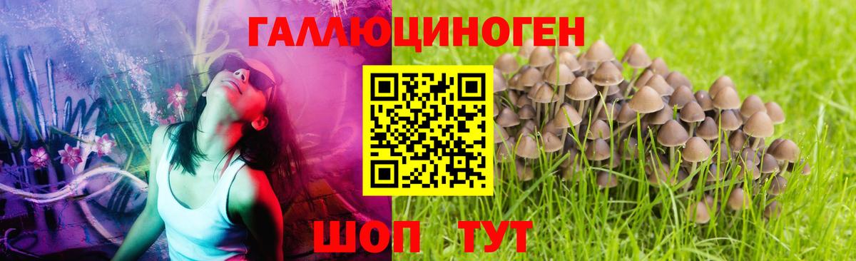 Галлюциногенные грибы Psilocybe Сердобск